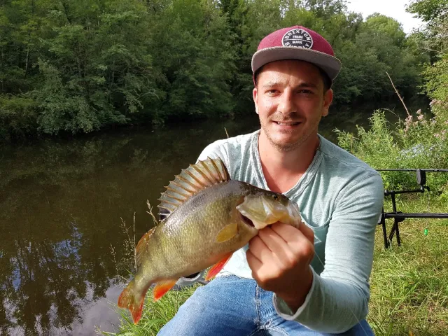 Flussbarsch