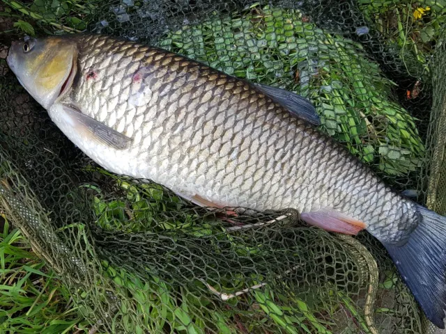 Döbel