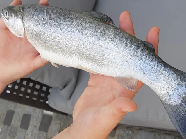 Regenbogenforelle