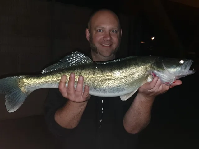 Zander