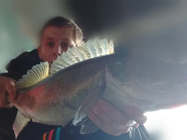 Zander