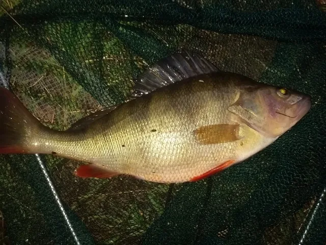 Flussbarsch