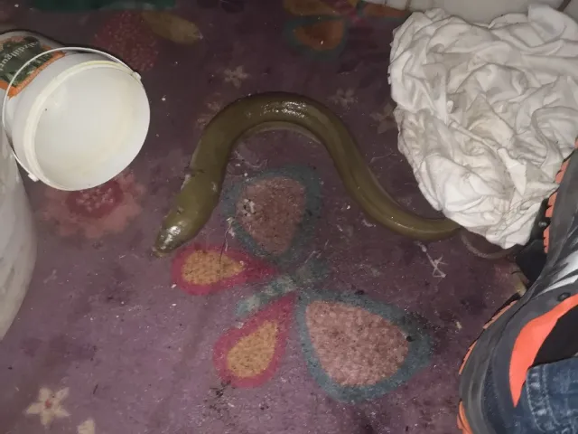 Aal