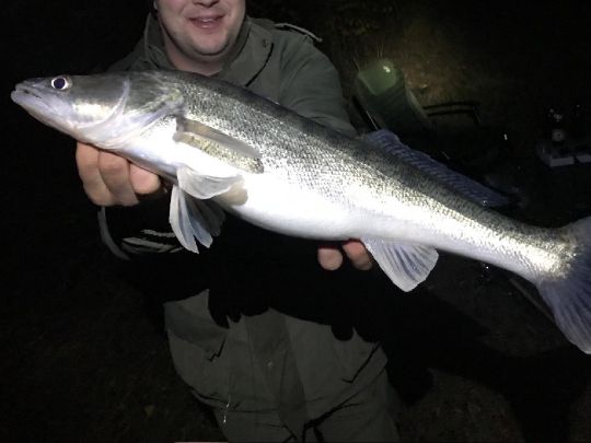 Zander