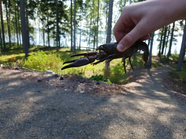 Edelkrebs