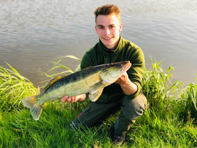 Zander