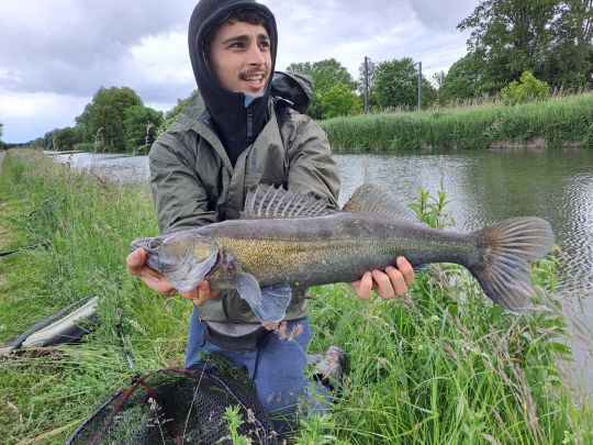 Zander
