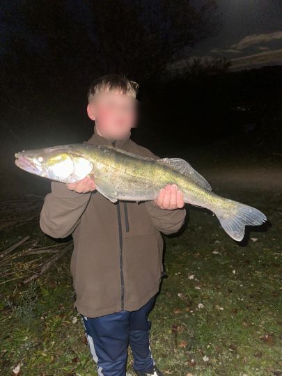 Zander