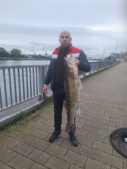 Zander