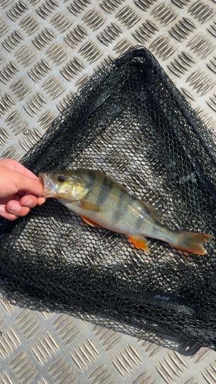 Flussbarsch