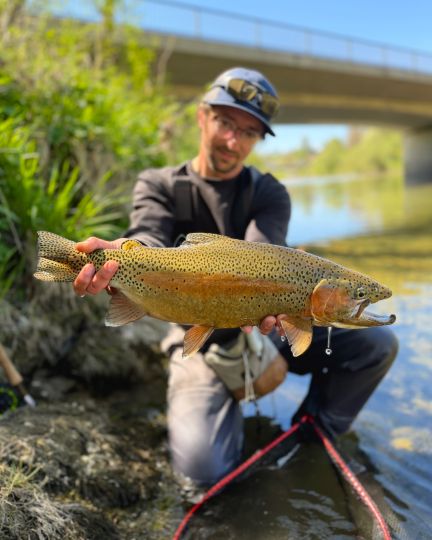 Regenbogenforelle