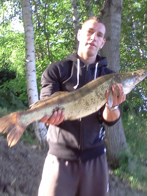 Zander