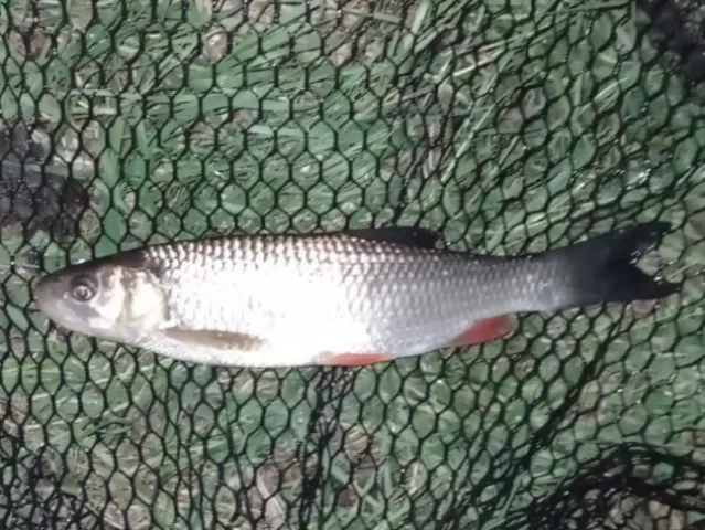 Döbel