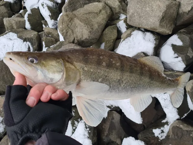 Zander