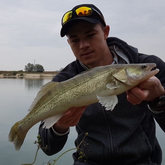 Zander