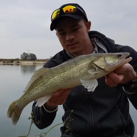 Zander