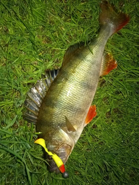 Flussbarsch