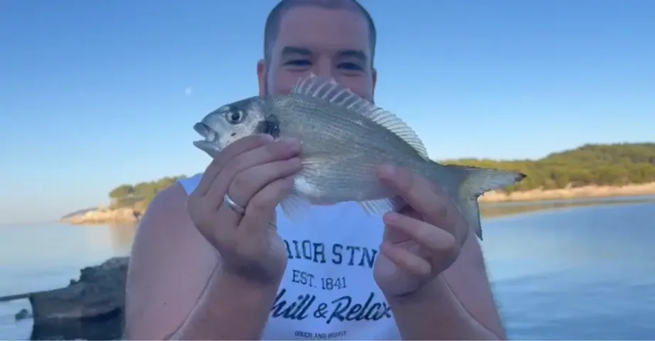 Dorade