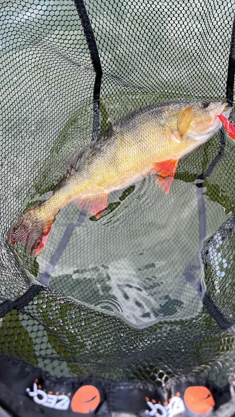 Flussbarsch