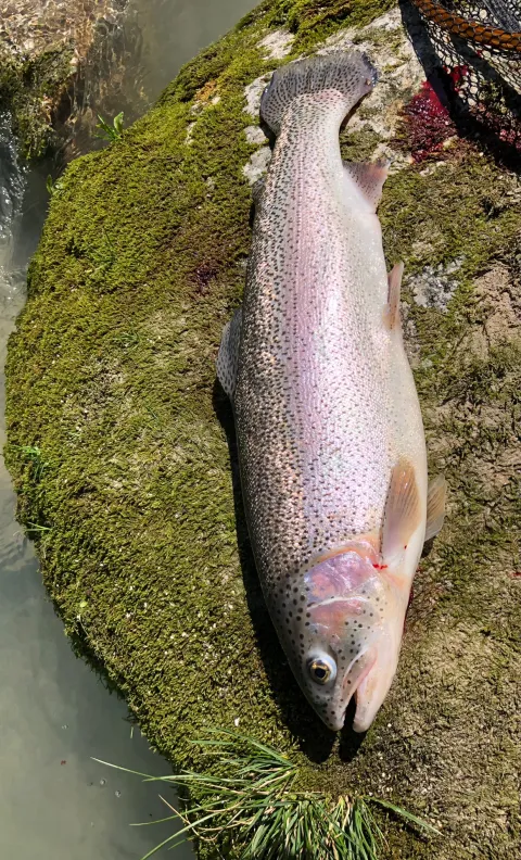 Regenbogenforelle