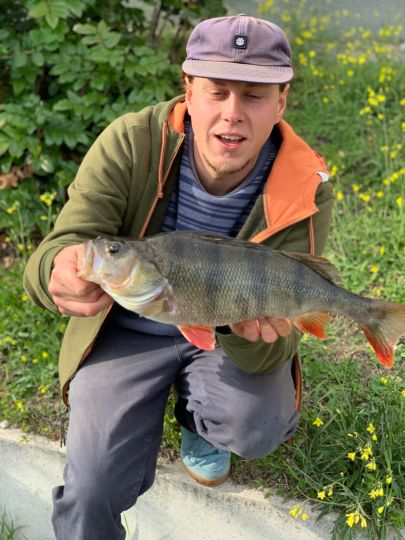 Flussbarsch
