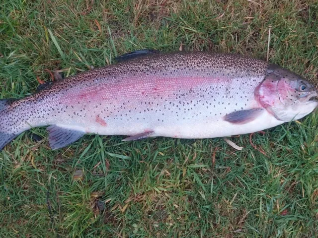 Regenbogenforelle