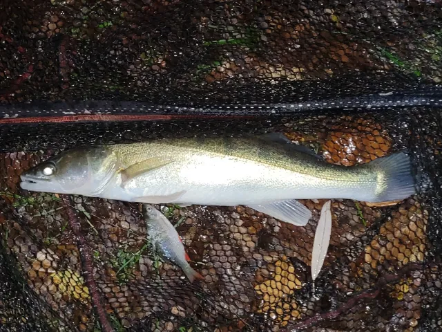 Zander
