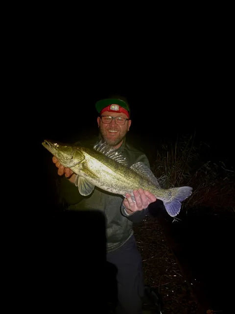 Zander