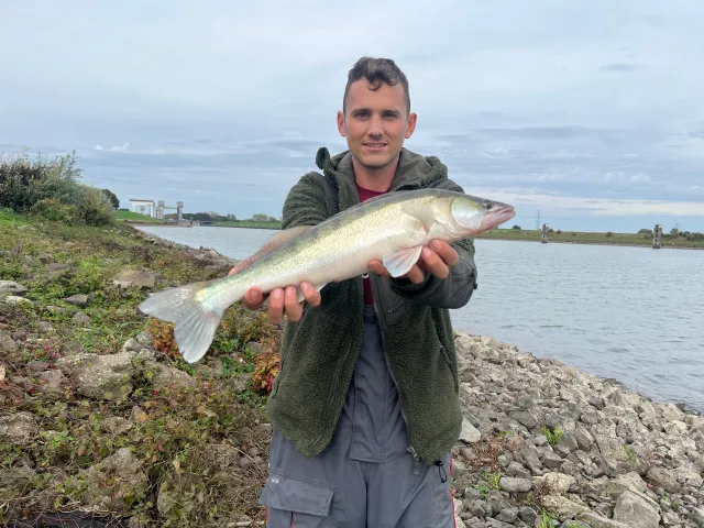 Zander