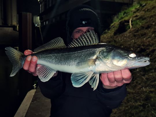 Zander