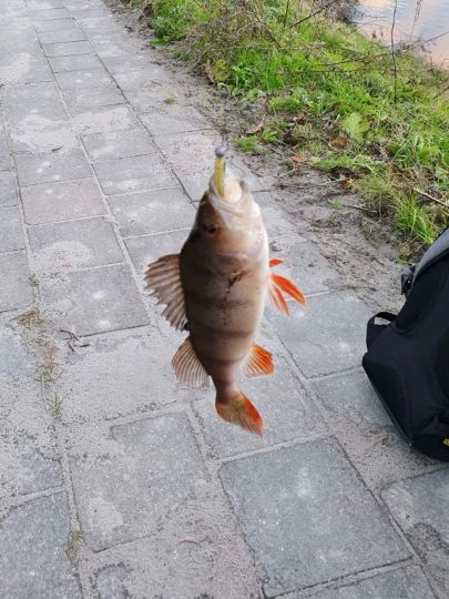 Flussbarsch