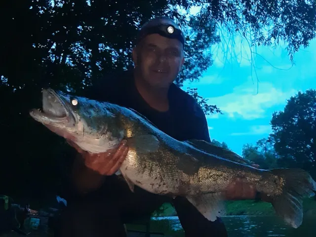 Zander