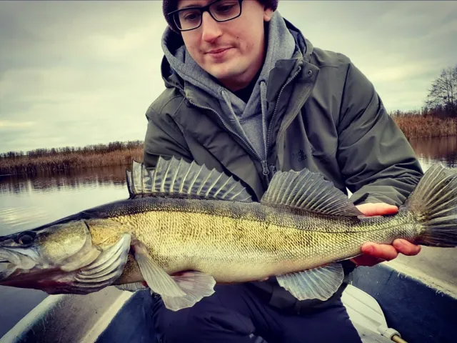 Zander