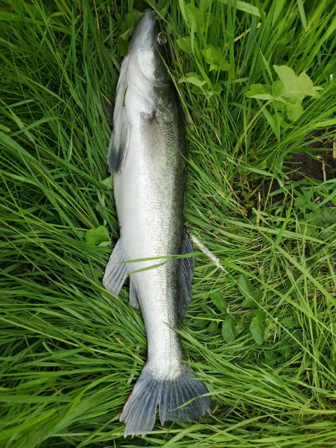 Zander