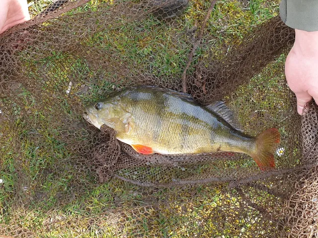 Flussbarsch
