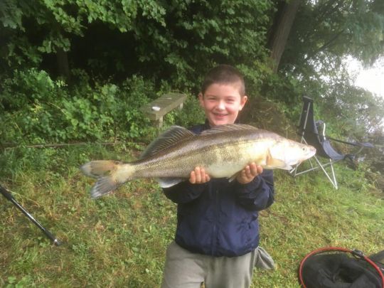 Zander