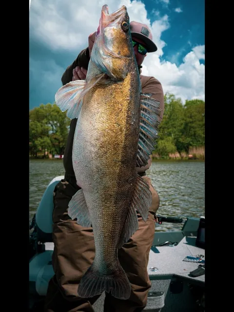 Zander