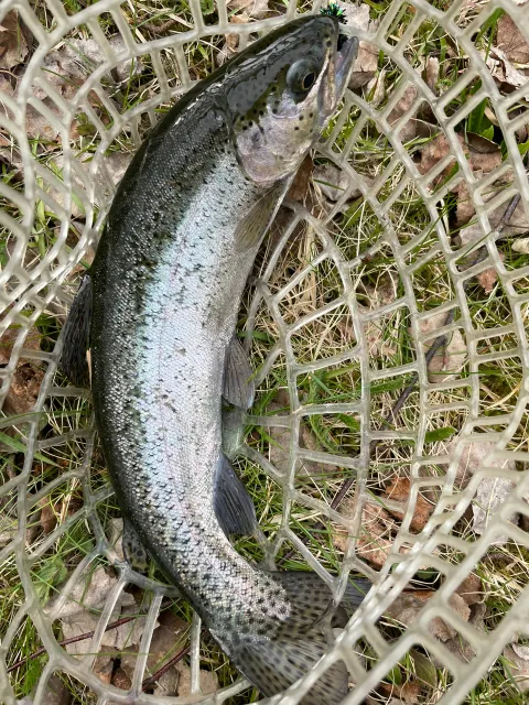 Regenbogenforelle