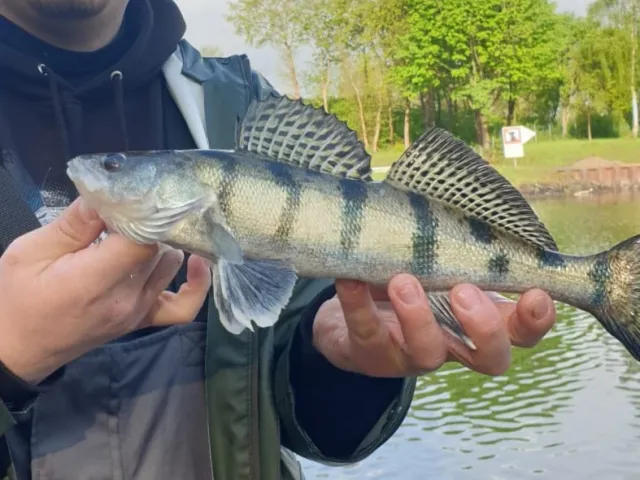 Wolgazander