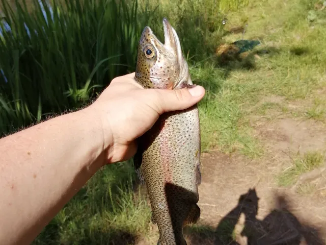 Regenbogenforelle