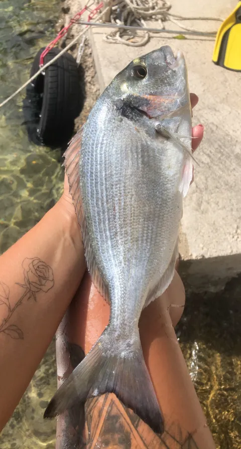 Dorade