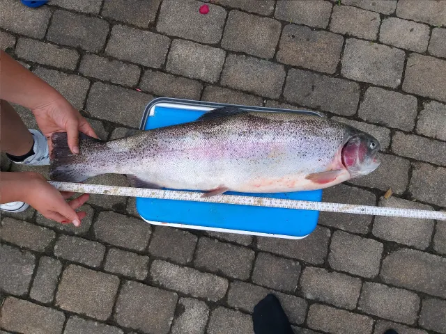 Regenbogenforelle