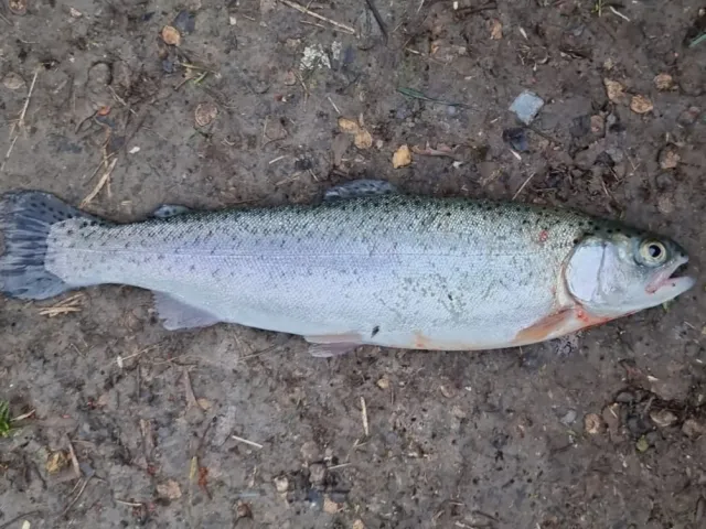 Regenbogenforelle