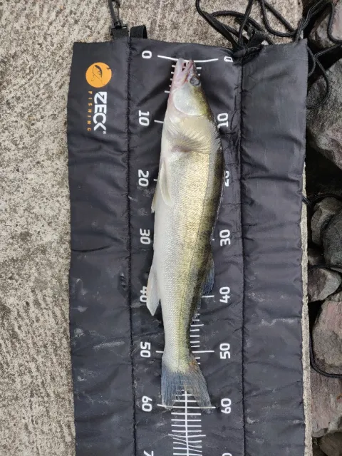 Zander
