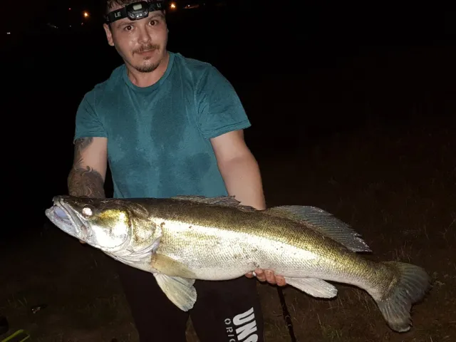 Zander