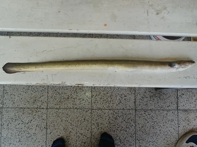 Aal