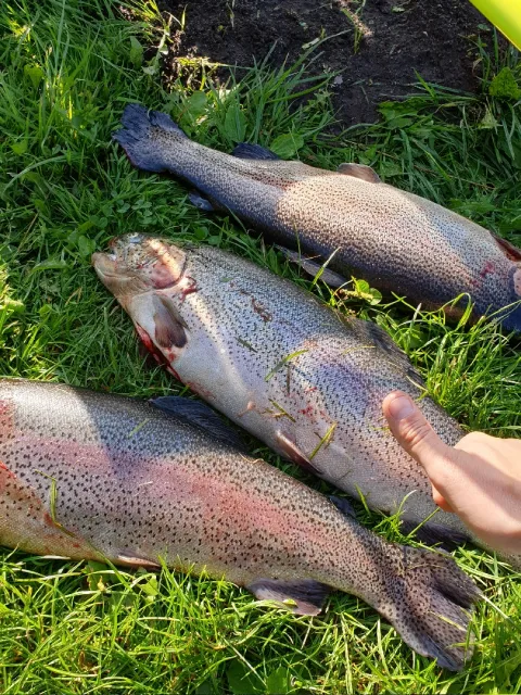 Regenbogenforelle