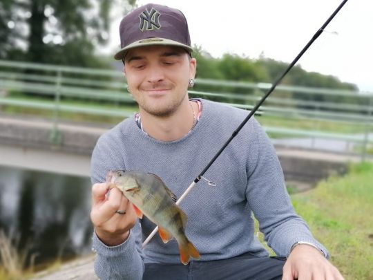 Flussbarsch