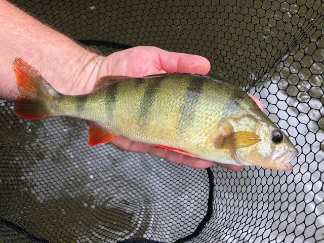 Flussbarsch