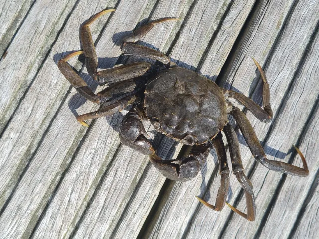 Strandkrabbe